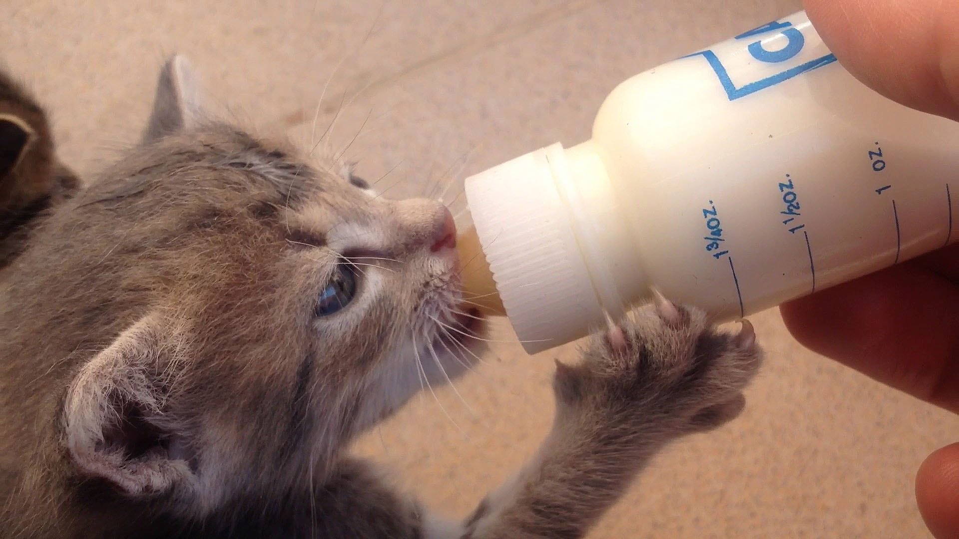 Le lait est-il bon pour les chats