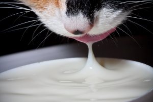 Le lait est-il bon pour les chats