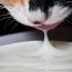 Le lait est-il bon pour les chats