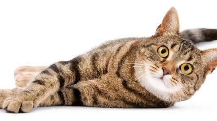 Assurance pour chat : est-ce utile ?