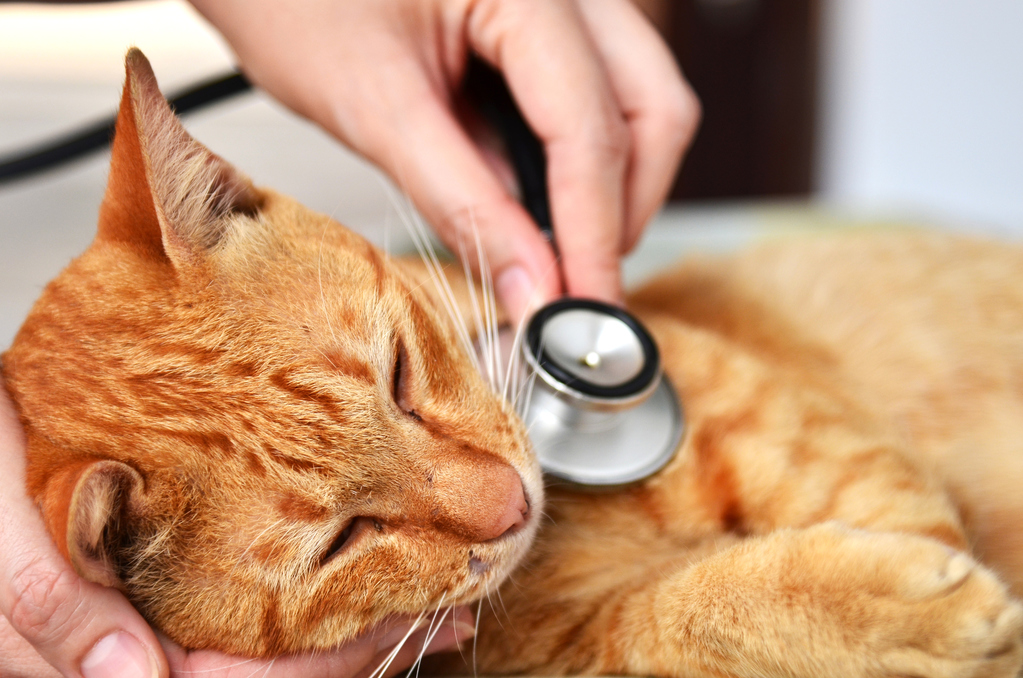 Comment soigner un cancer chez un chat ?