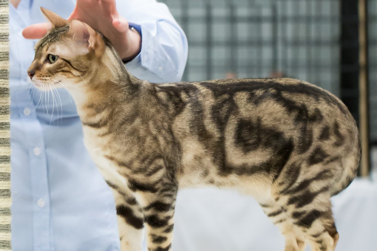 Chat Bengale : Caractéristiques physiques, comportement et nourriture