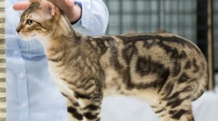 Chat Bengale : Caractéristiques physiques, comportement et nourriture