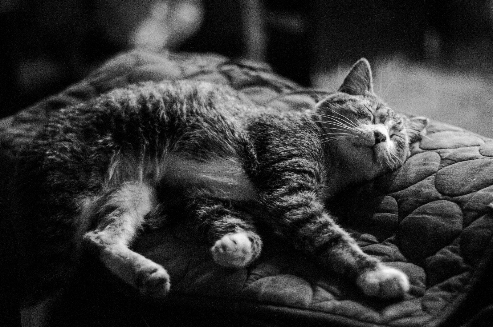Une scène paisible d'un chat dormant sur un lit avec une couverture matelassée