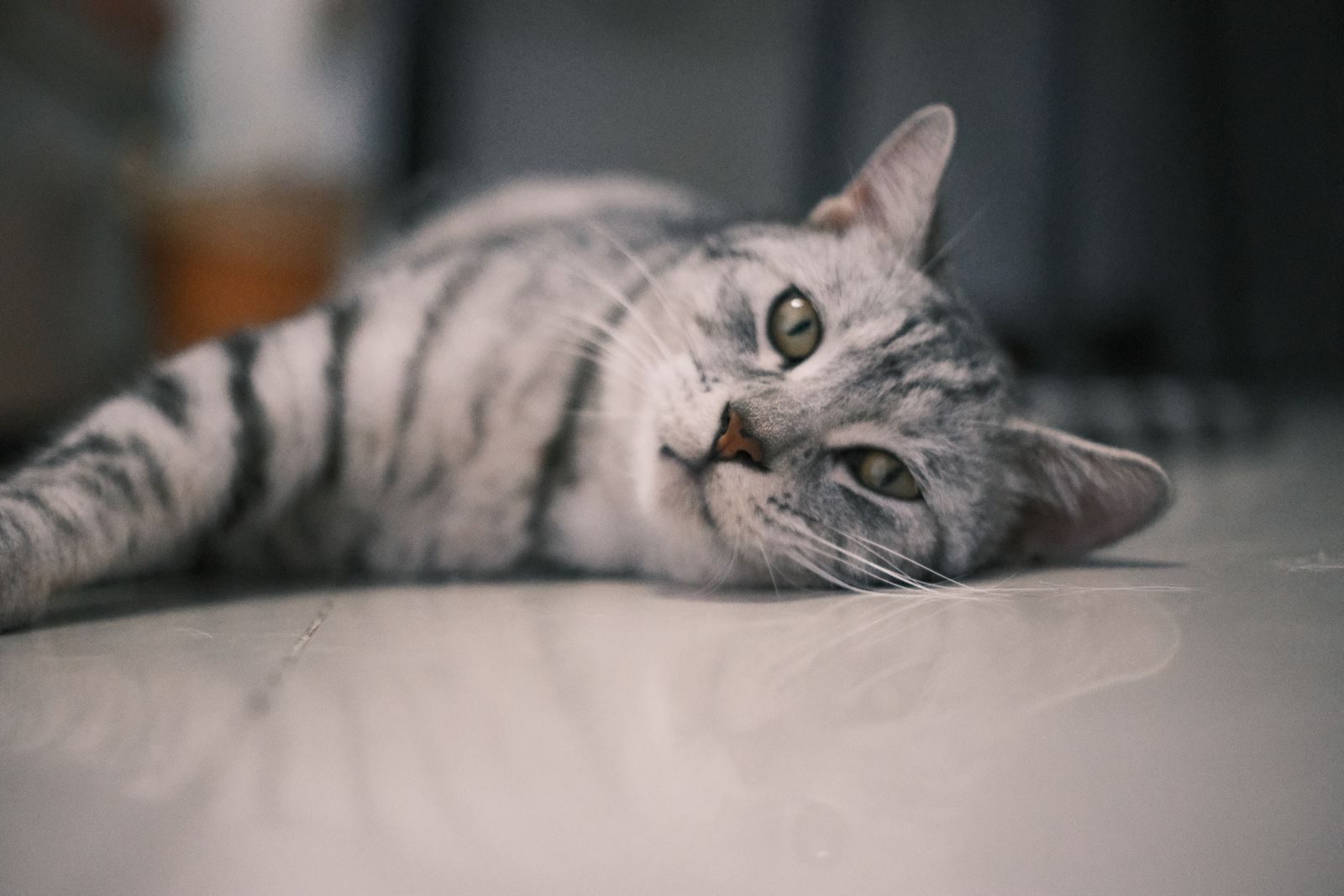 Chat American Shorthair