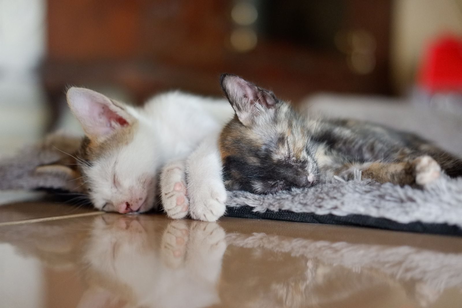 Deux chatons dormant paisiblement sur une douce couverture à l'intérieur