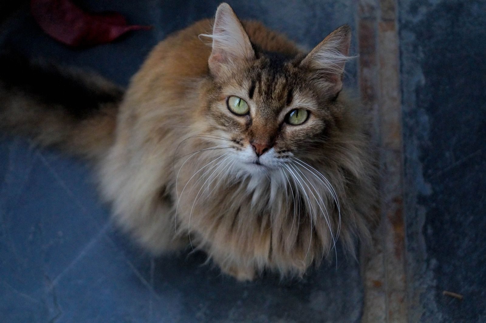 Gros plan sur un chat à poils longs et moelleux aux yeux saisissants regardant vers le haut