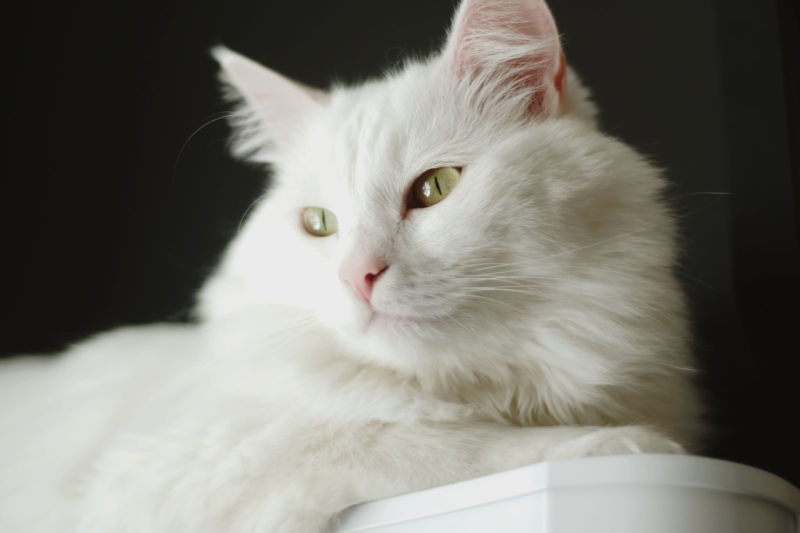 Chat Angora turc