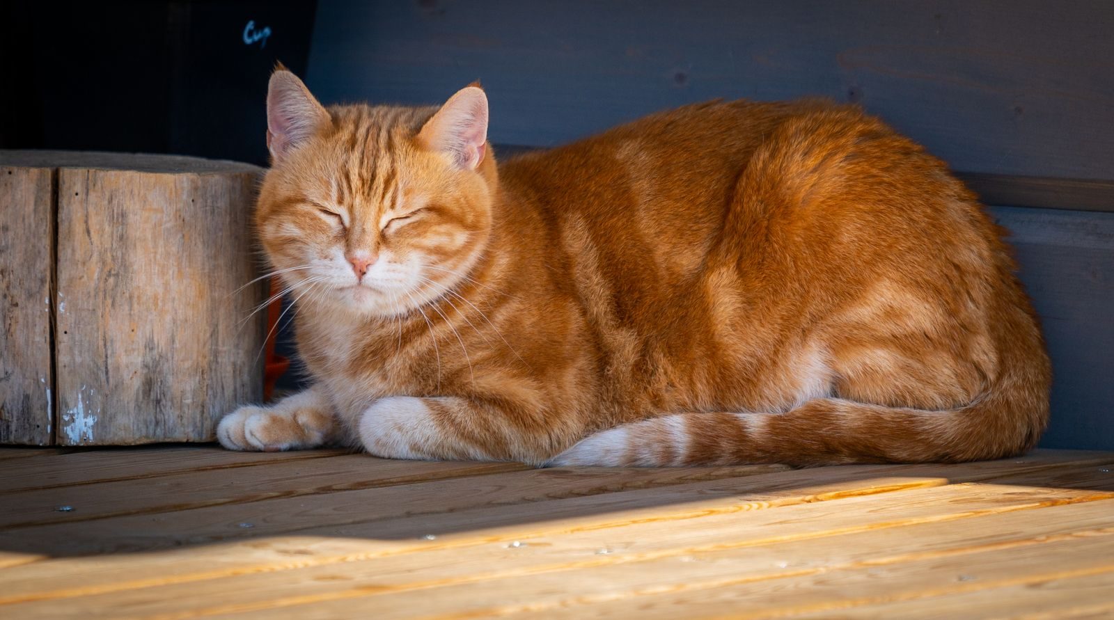 Un chat ginger aux yeux fermés, confortablement allongé à l'intérieur dans une ambiance chaleureuse