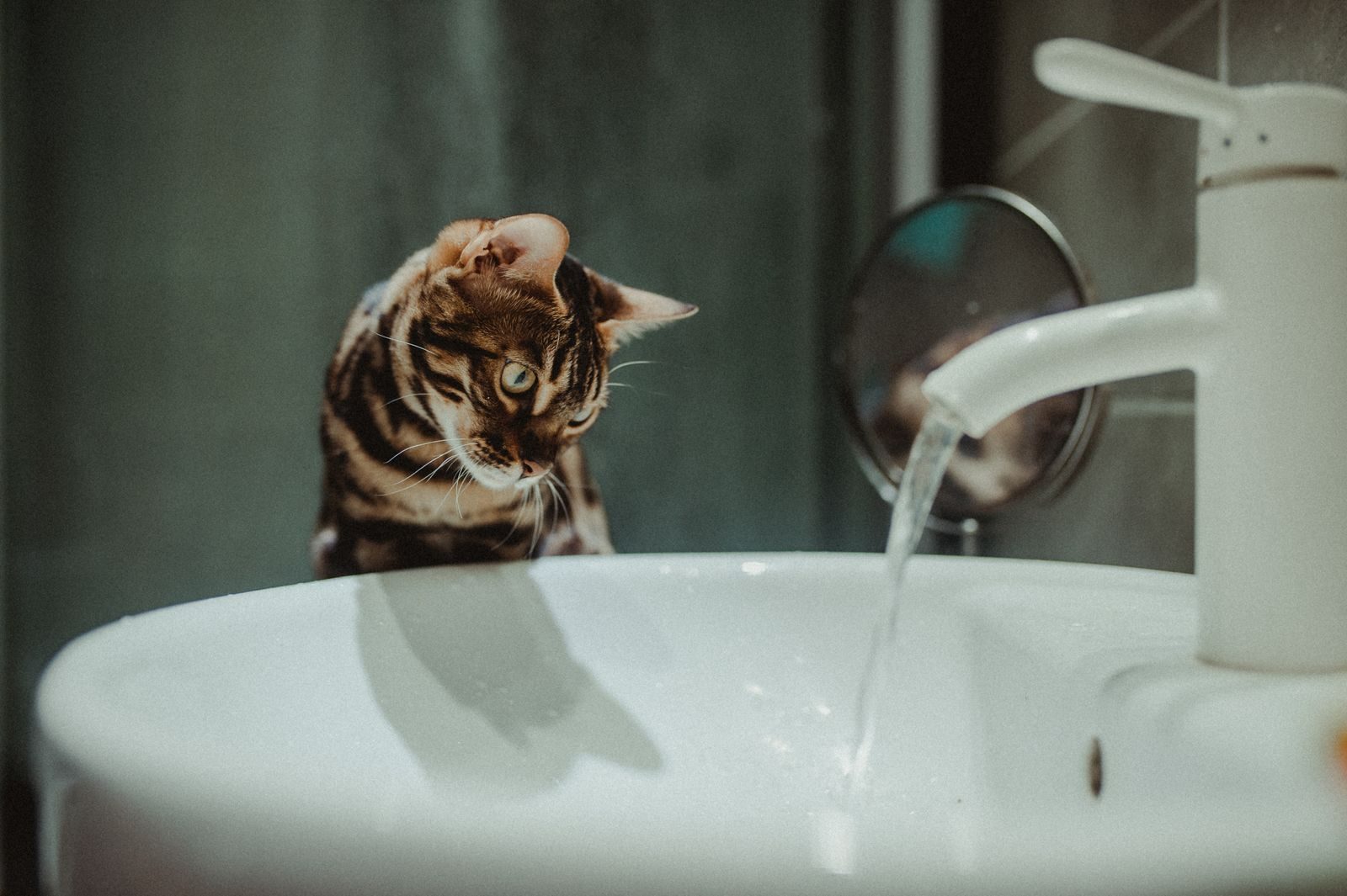 Chat Bengal