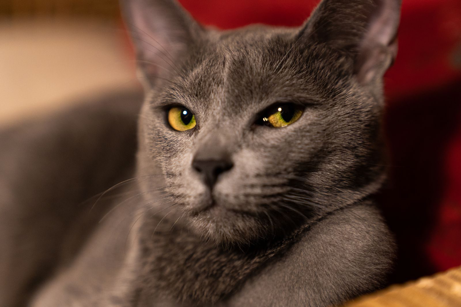 Chat Bleu russe