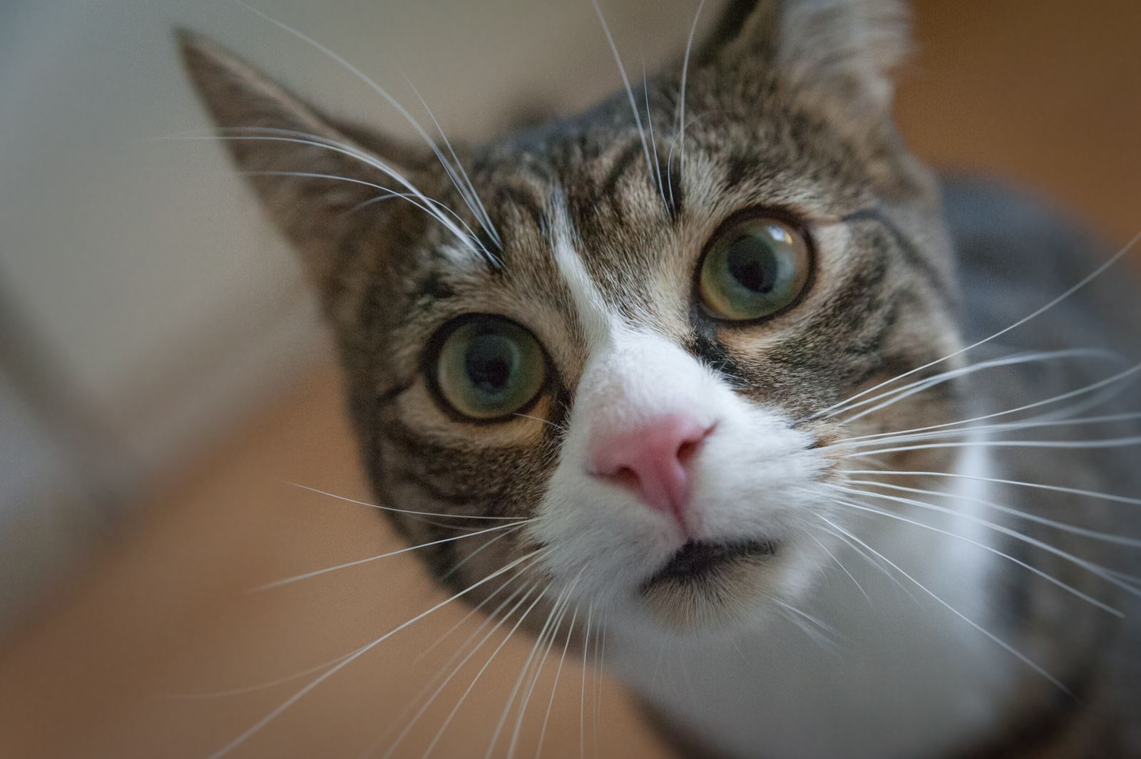 Gros plan d'un chat domestique curieux avec des yeux vibrants et des moustaches