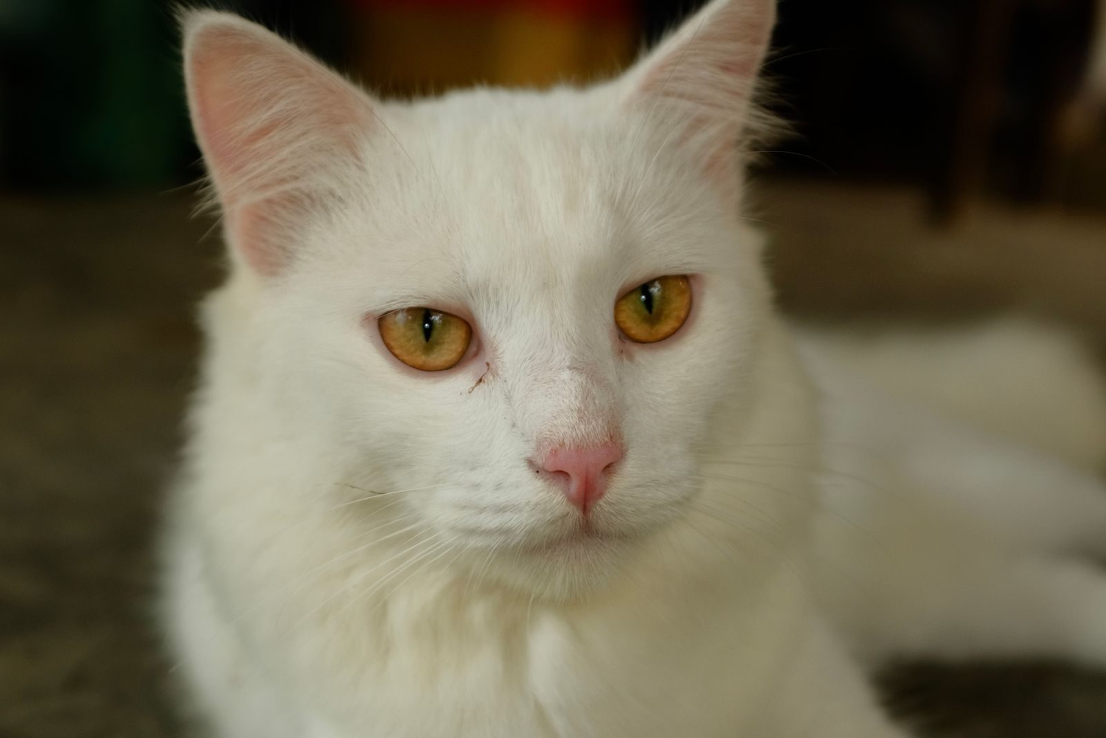 Un chat blanc aux yeux jaunes perçants, photographié en gros plan