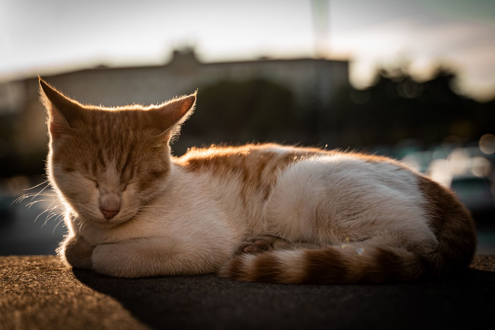 Chat roux endormi en plein air au coucher du soleil