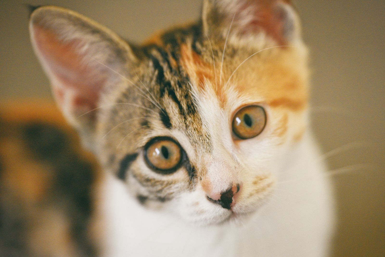 Gros plan d'un chaton calico avec des yeux saisissants et un pelage détaillé