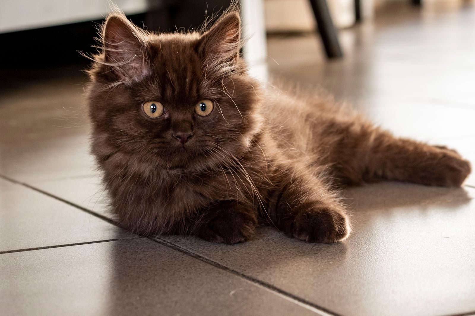 Chat British Longhair