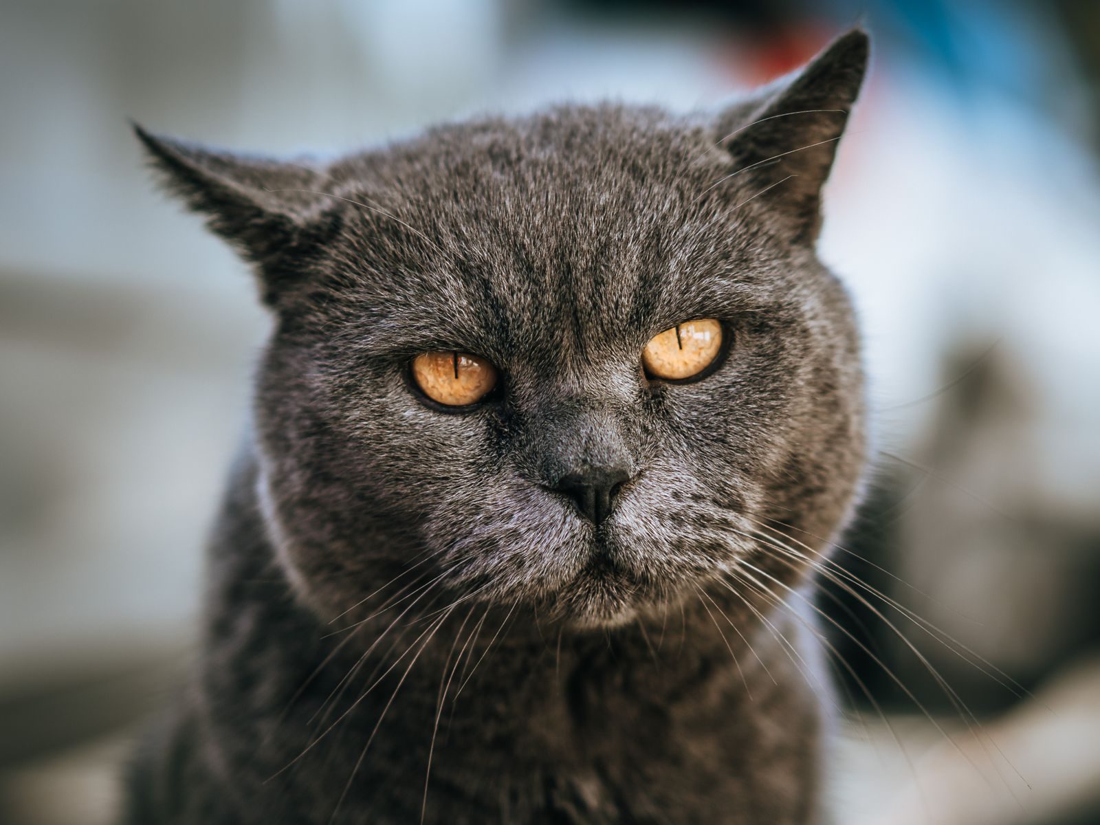 Chat British Shorthair