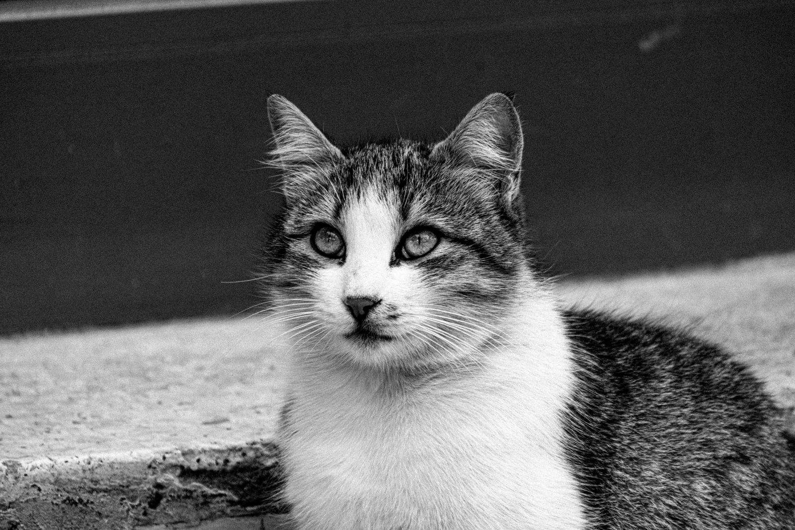 Photo noir et blanc d'un chat assis en extérieur