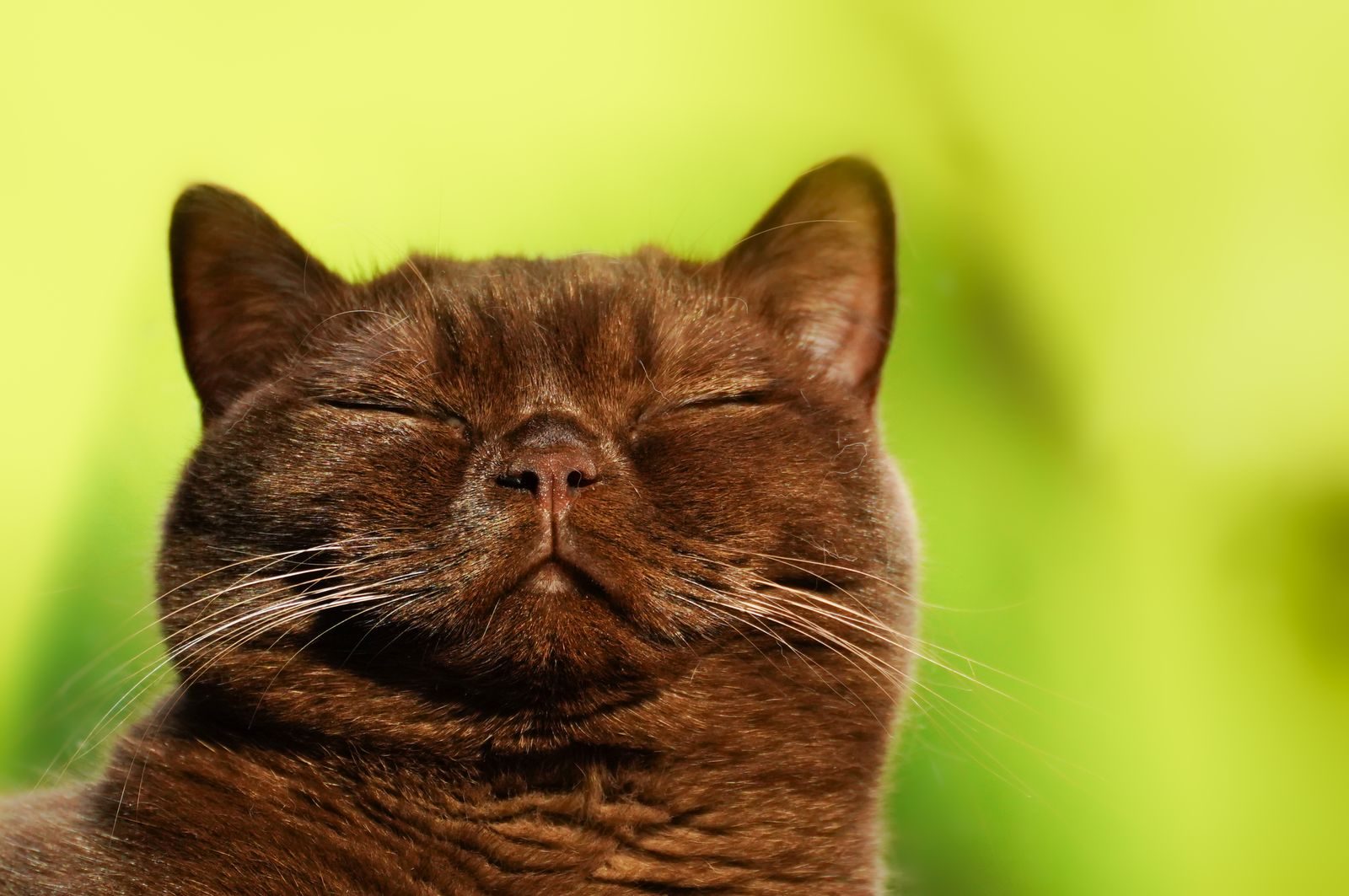 Chat Burmese