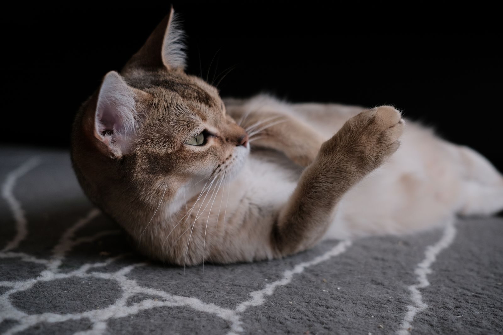 Chat Burmilla