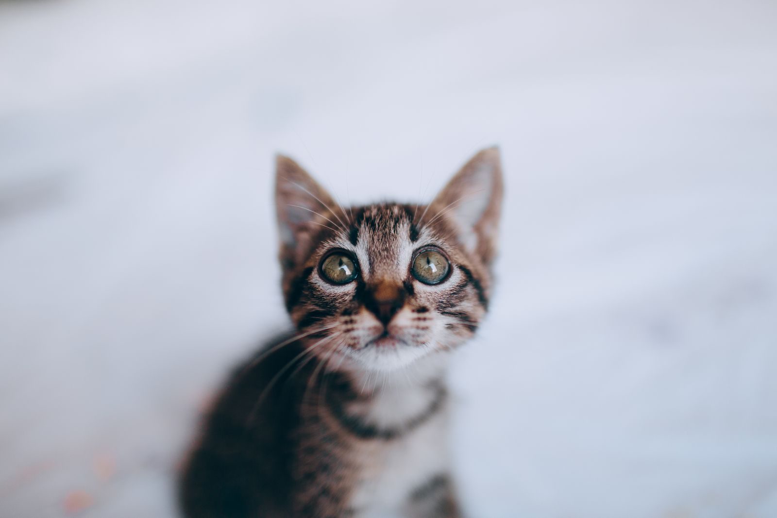 Un portrait en gros plan d'un chaton tigré curieux avec de grands yeux verts qui regarde en haut à l'intérieur