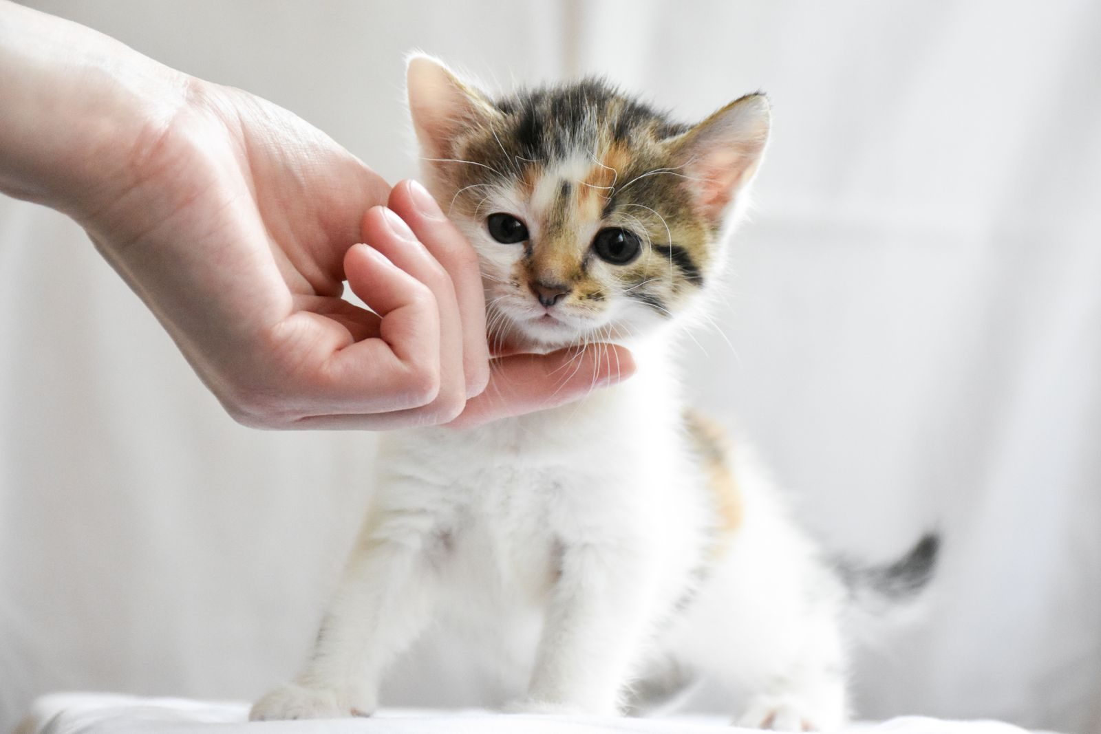 Un chaton calico touché doucement par une main dans un environnement lumineux et doux