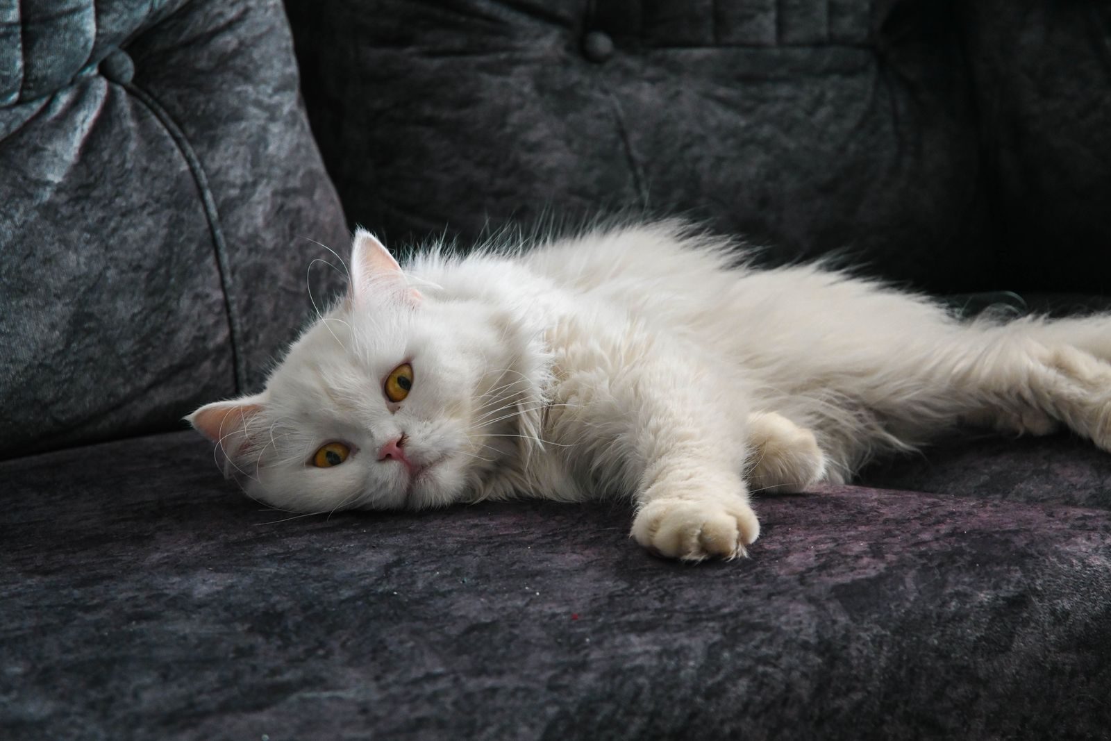 Chat blanc et duveteux allongé sur un canapé sombre