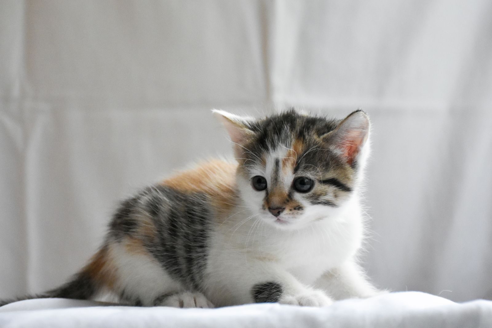 Un chaton calicot assis sur une surface blanche