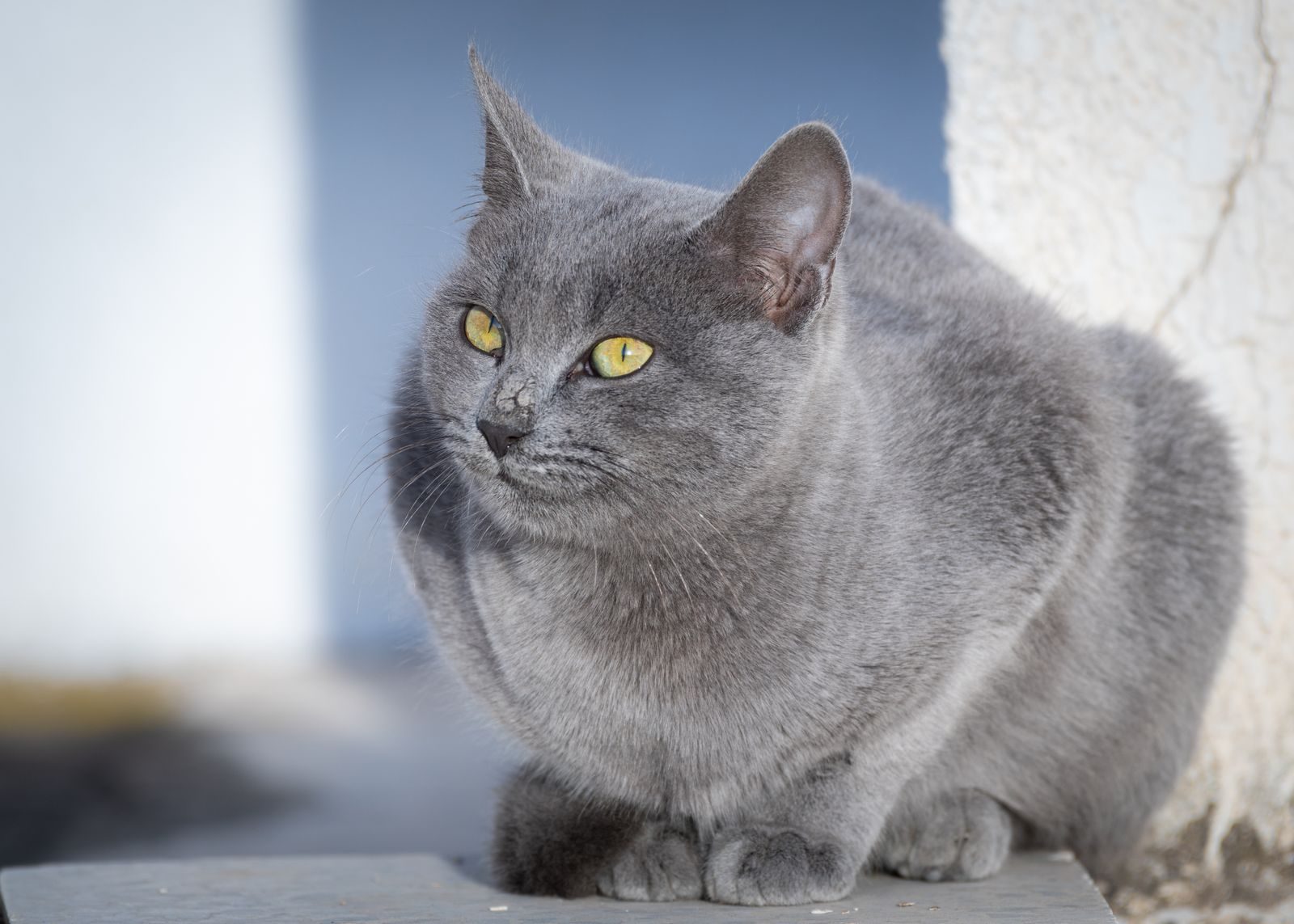 Une image sereine d'un chat gris se reposant dehors sous le soleil