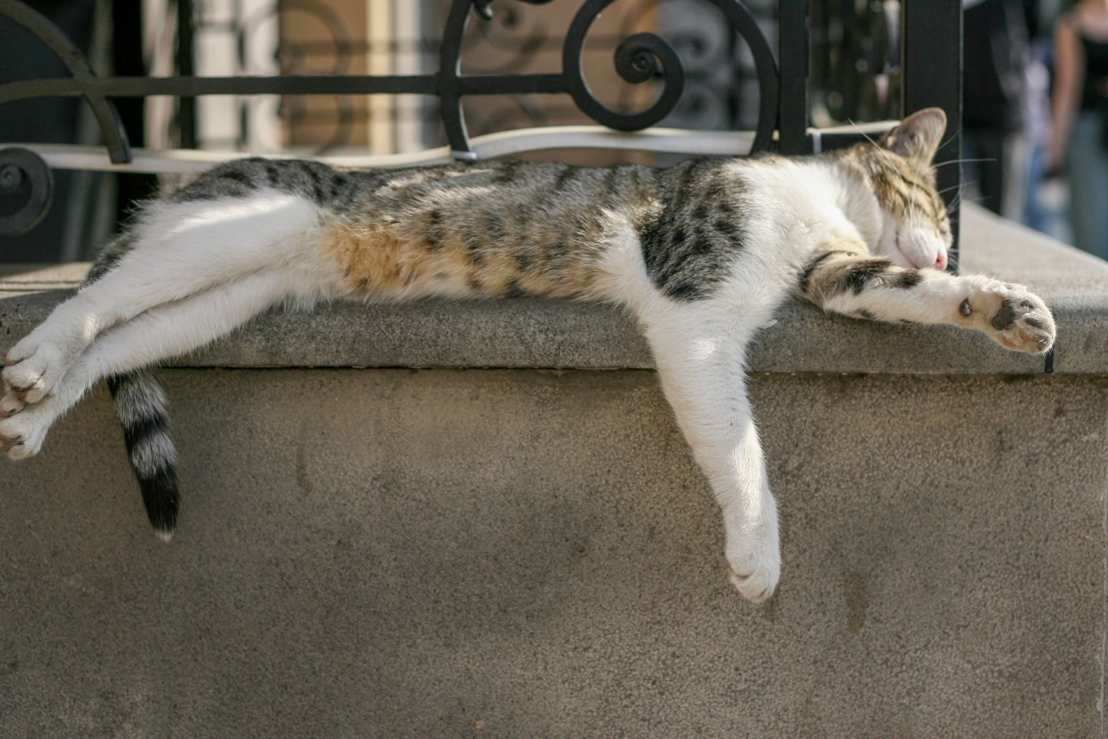 Un chat tigré dort paisiblement sur un rebord de fenêtre, au soleil de l'après-midi, à l'extérieur