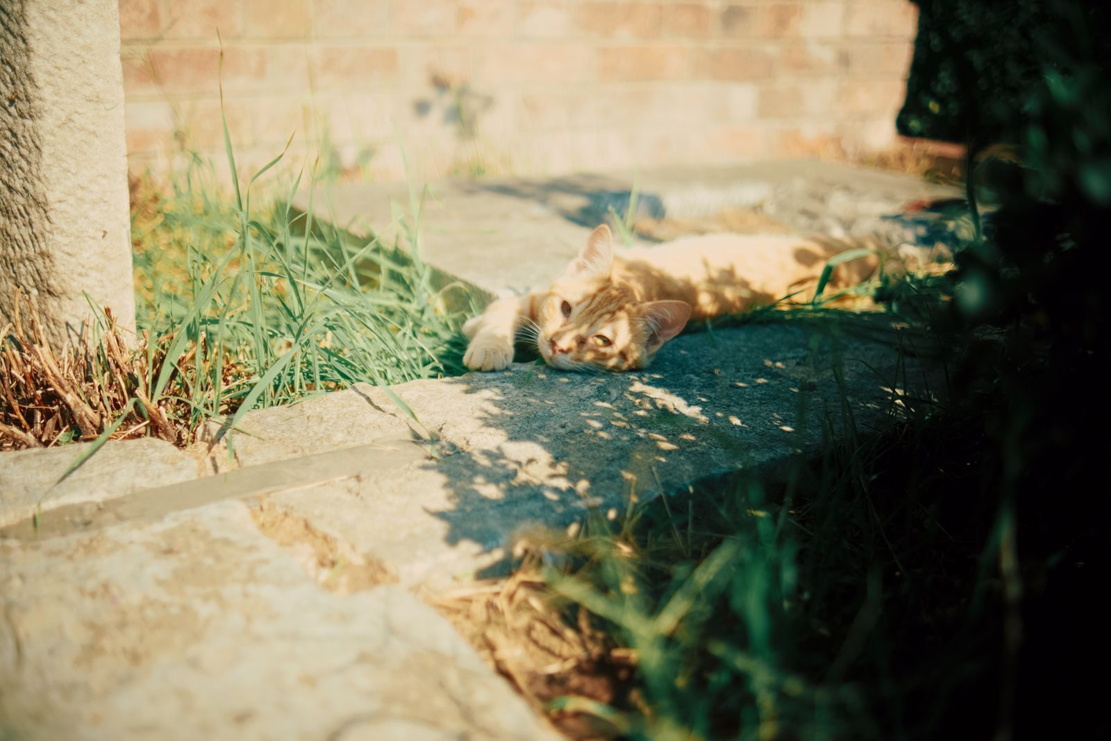 Chat roux se prélassant sur un chemin de jardin