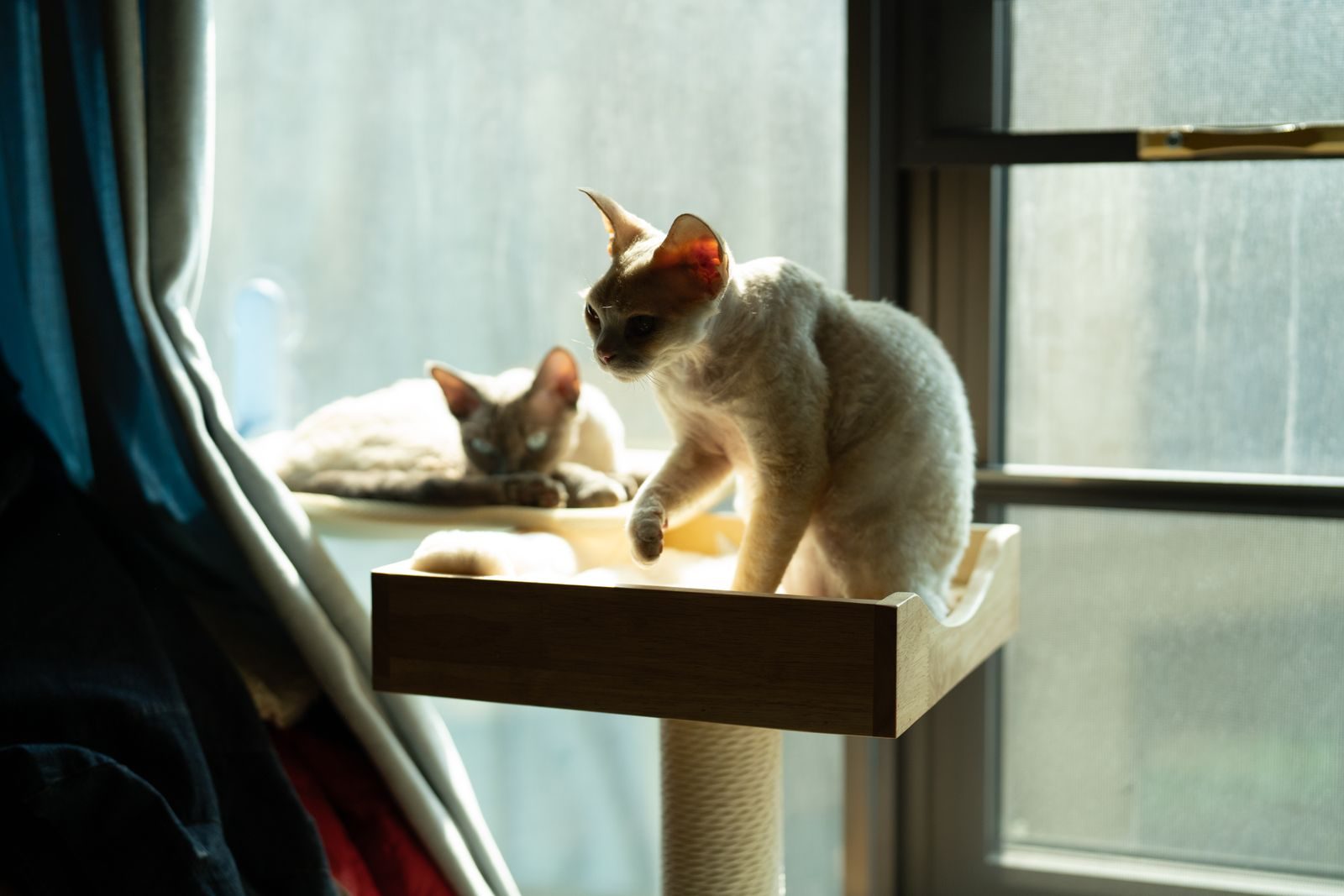 Chat Devon Rex