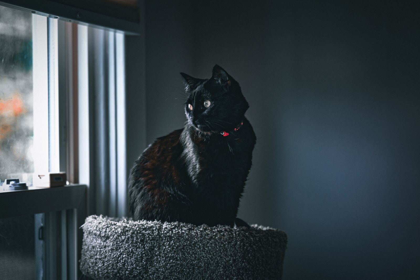 Un chat noir avec un collier rouge est assis sur un perchoir près d'une fenêtre