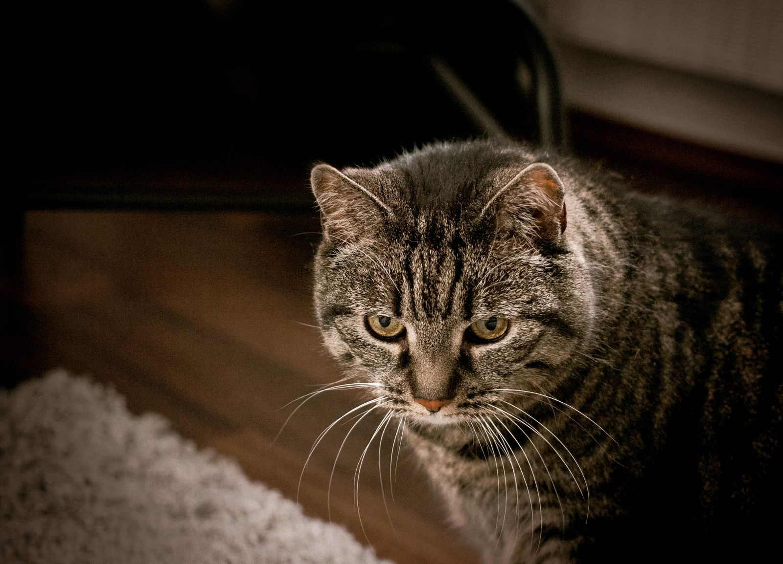 Chat European Shorthair