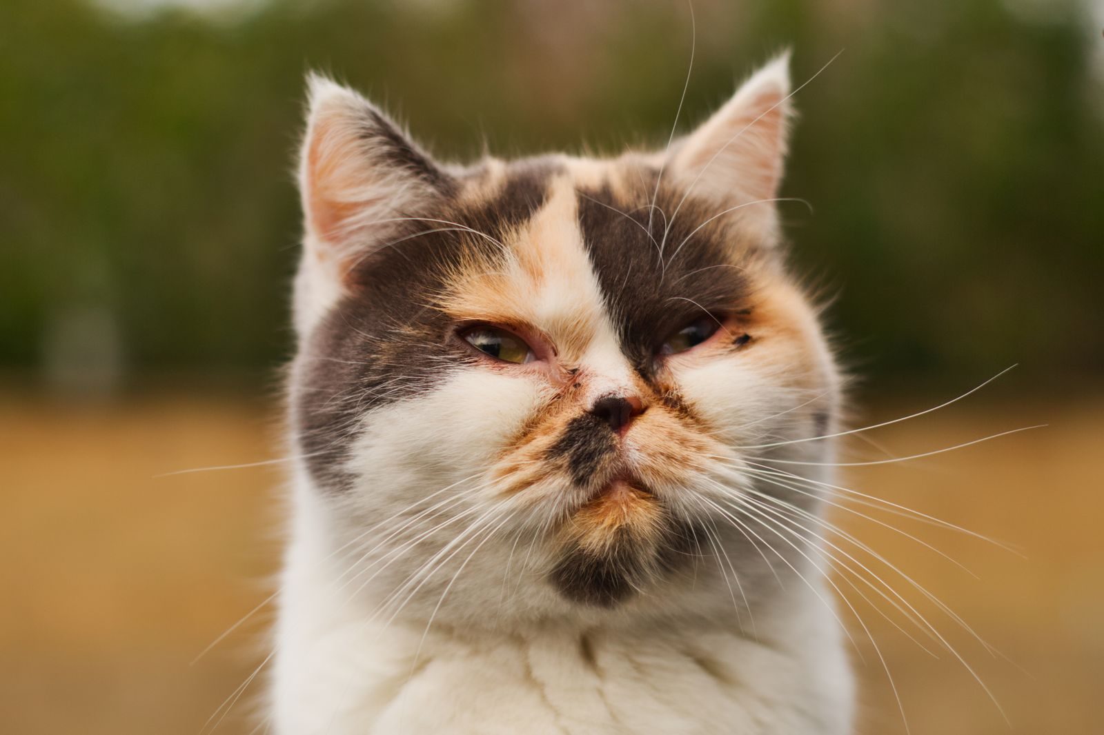 Chat Exotic Shorthair