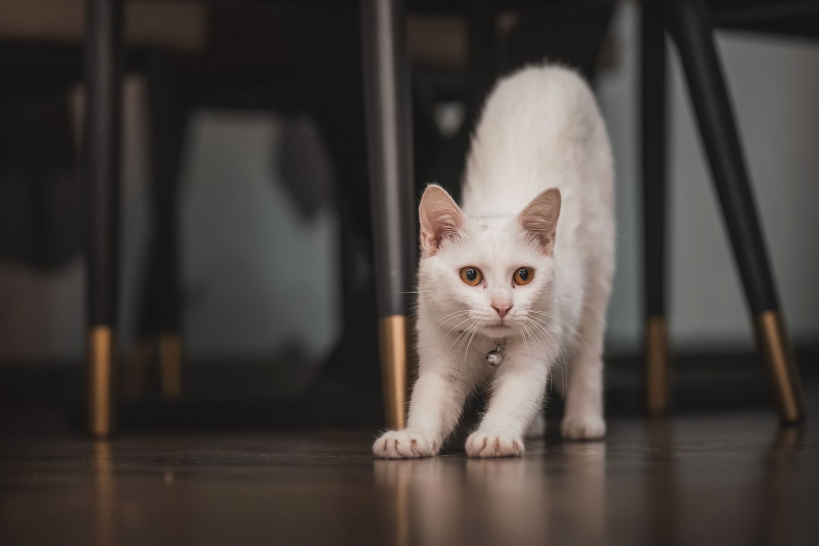 Chaton blanc avec un collier, s'étirant sur un parquet dans un intérieur chaleureux