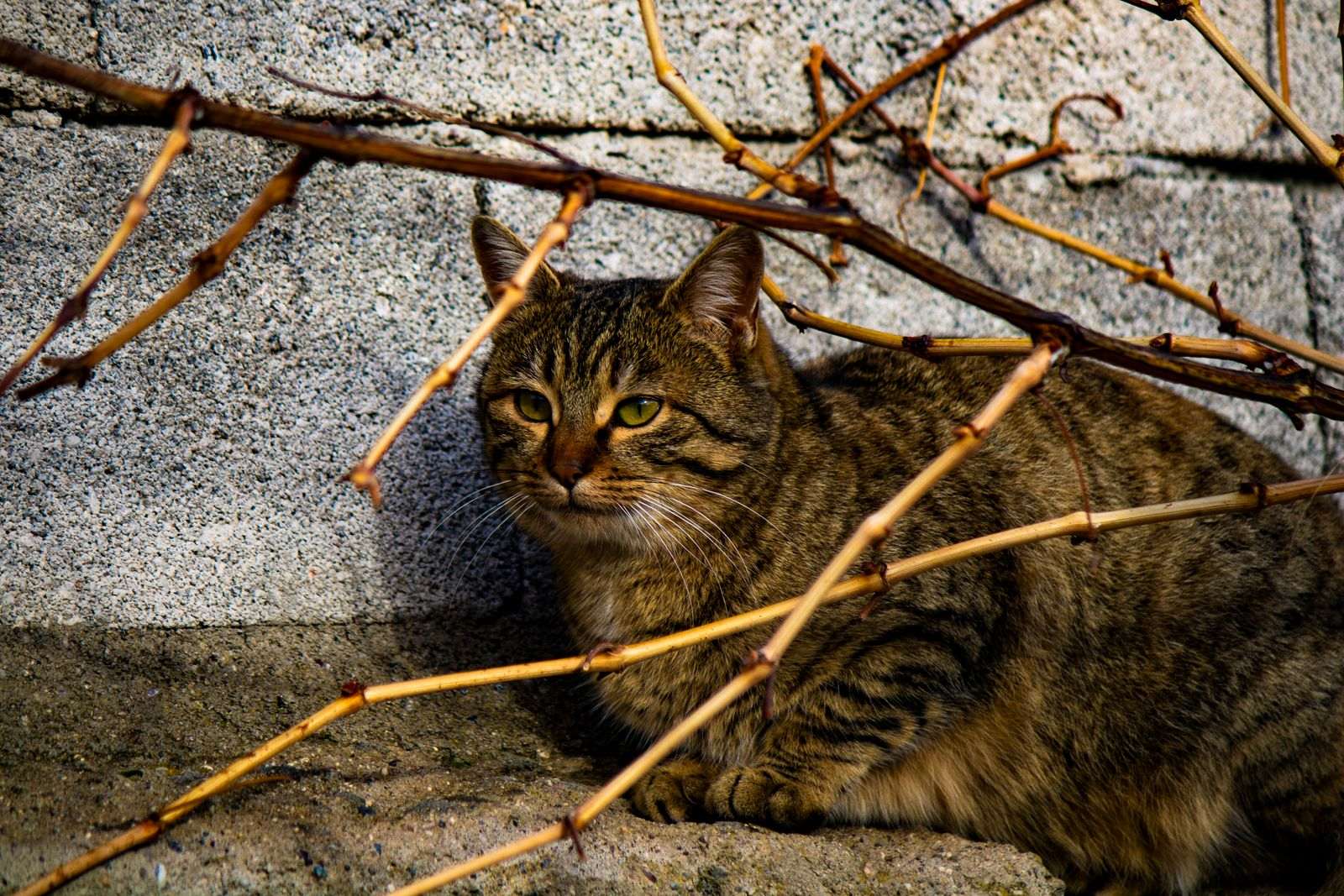 Un chat tigré se relaxant sous des branches de vigne nues contre un mur en pierre