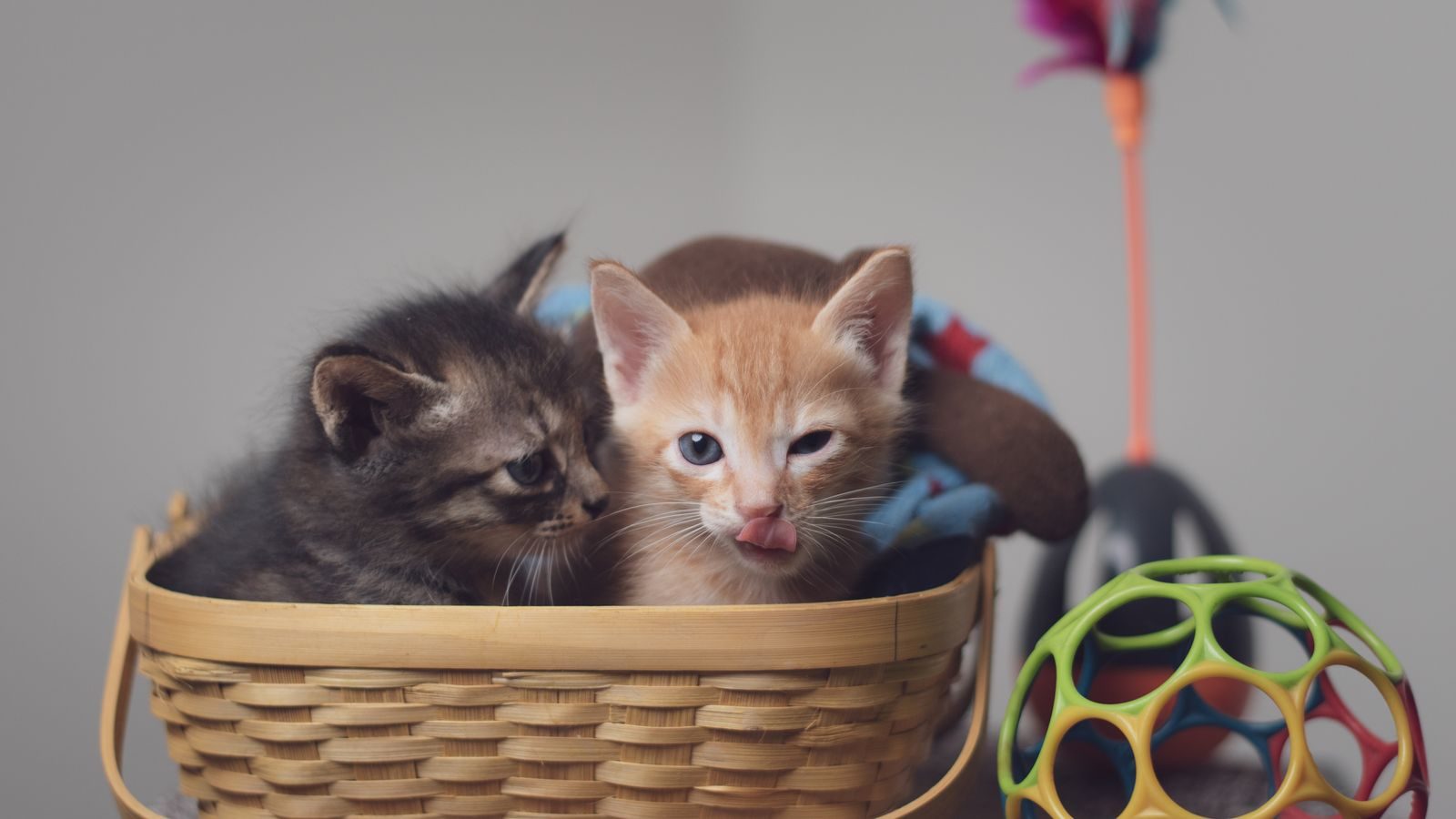 Deux chatons joueurs nichés dans un panier entourés de jouets colorés à l'intérieur