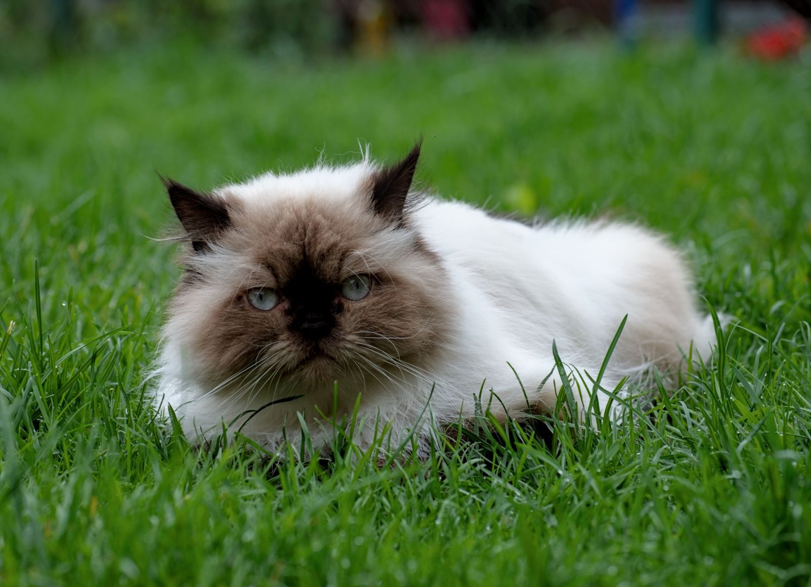 Chat Himalayen