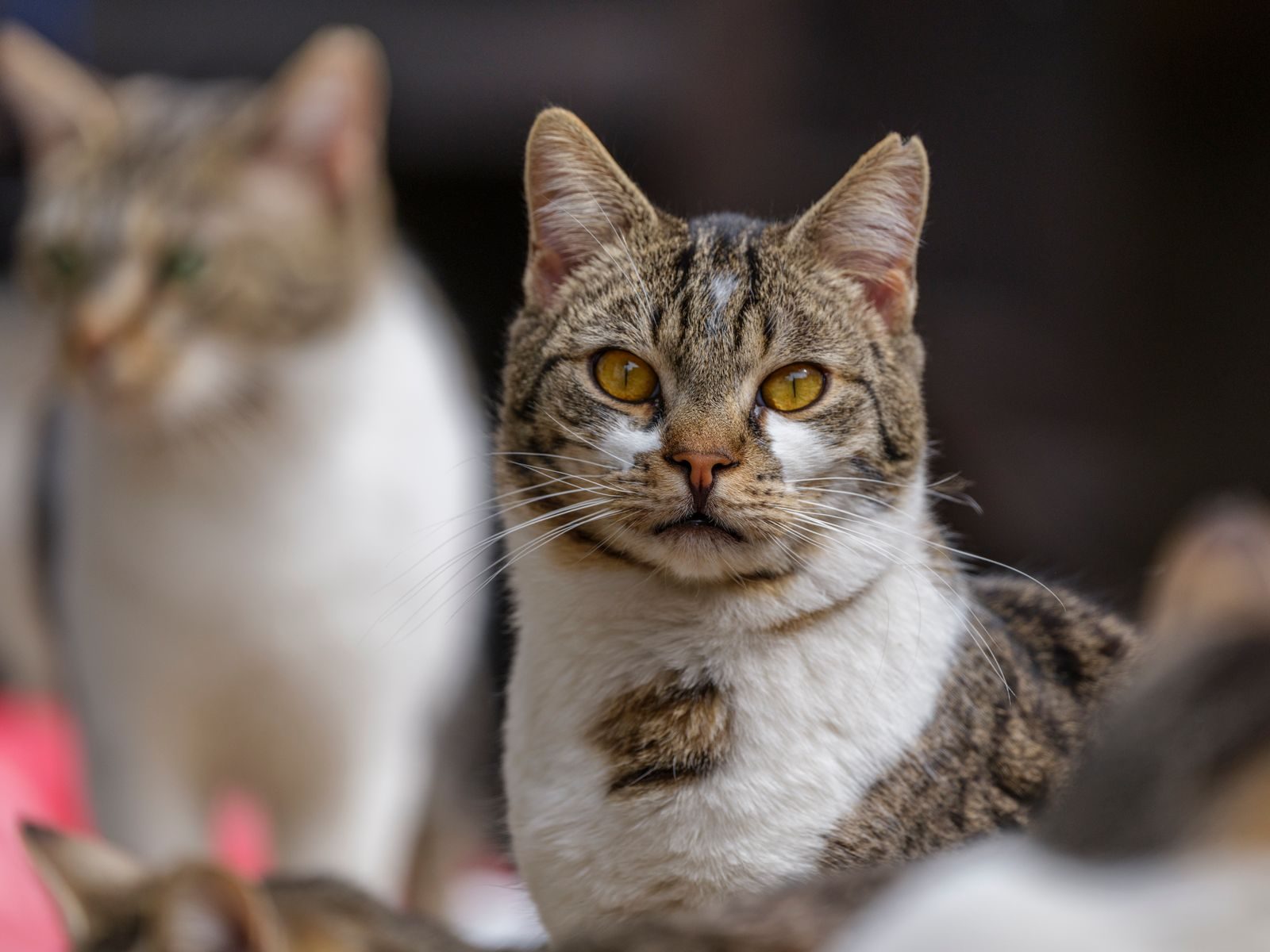Portrait d'un chat tigré aux yeux brillants dans un décor extérieur