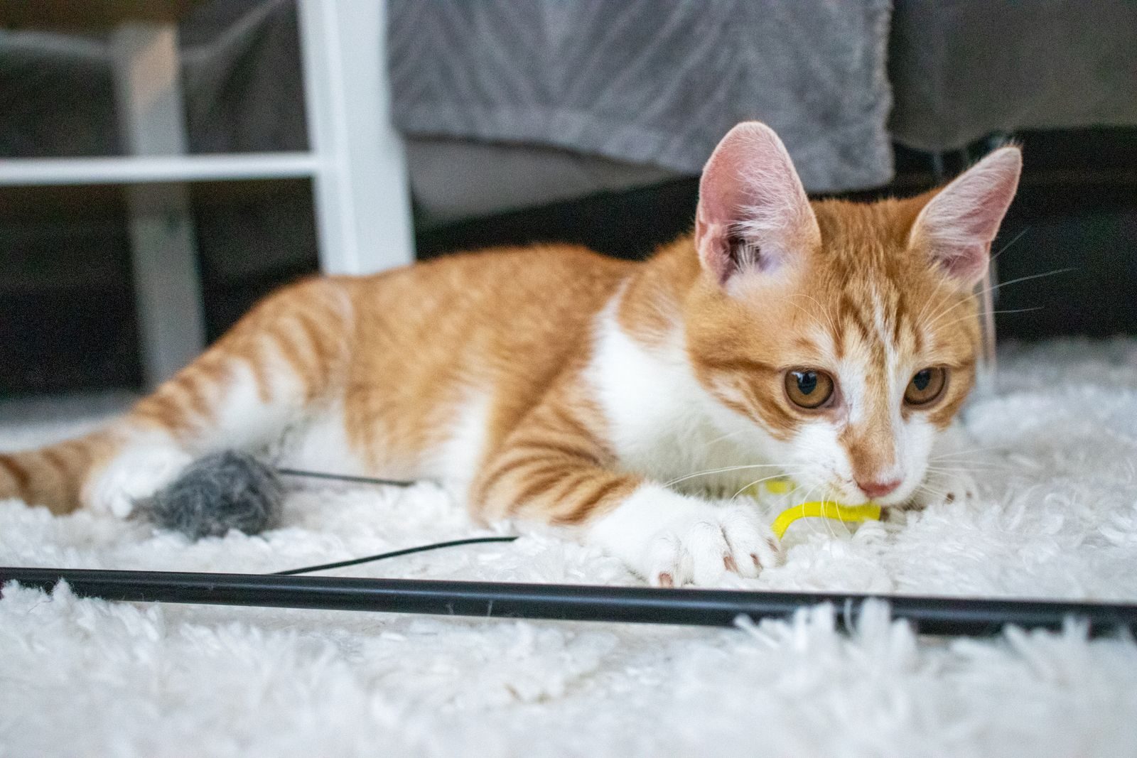 Chaton roux jouant avec un jouet jaune sur un tapis blanc moelleux à l'intérieur