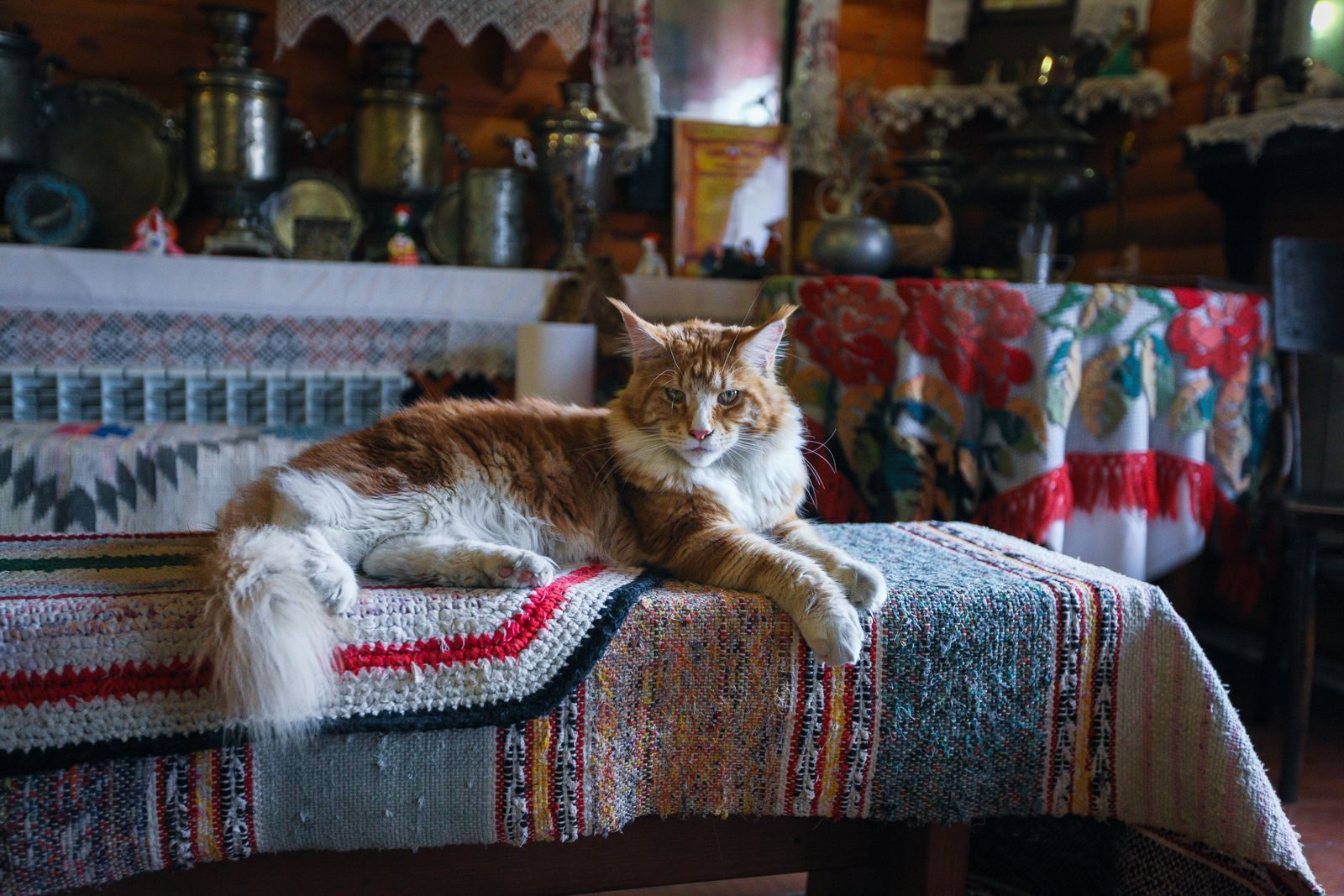 Chat Maine Coon