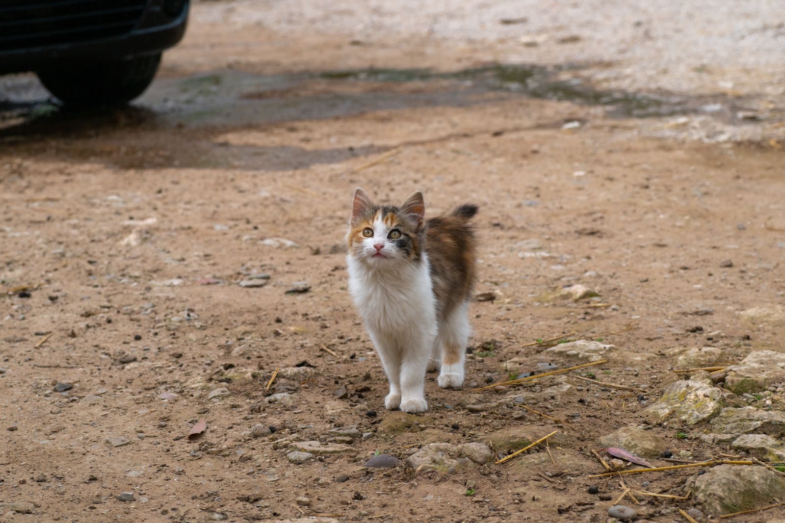 Chaton calico curieux explorant un chemin de terre dans un cadre extérieur