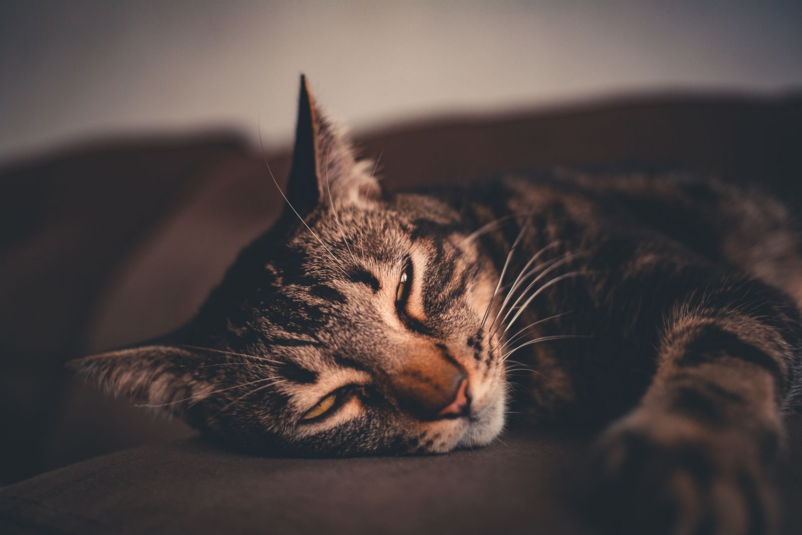 Un chat tigré domestique confortable dormant paisiblement à l'intérieur avec un flou doux sur les moustaches
