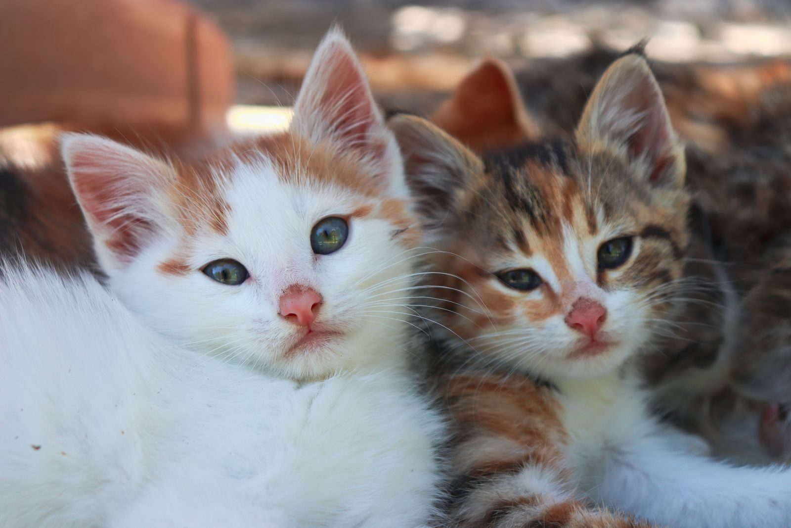 Gros plan sur deux chatons blottis l'un contre l'autre