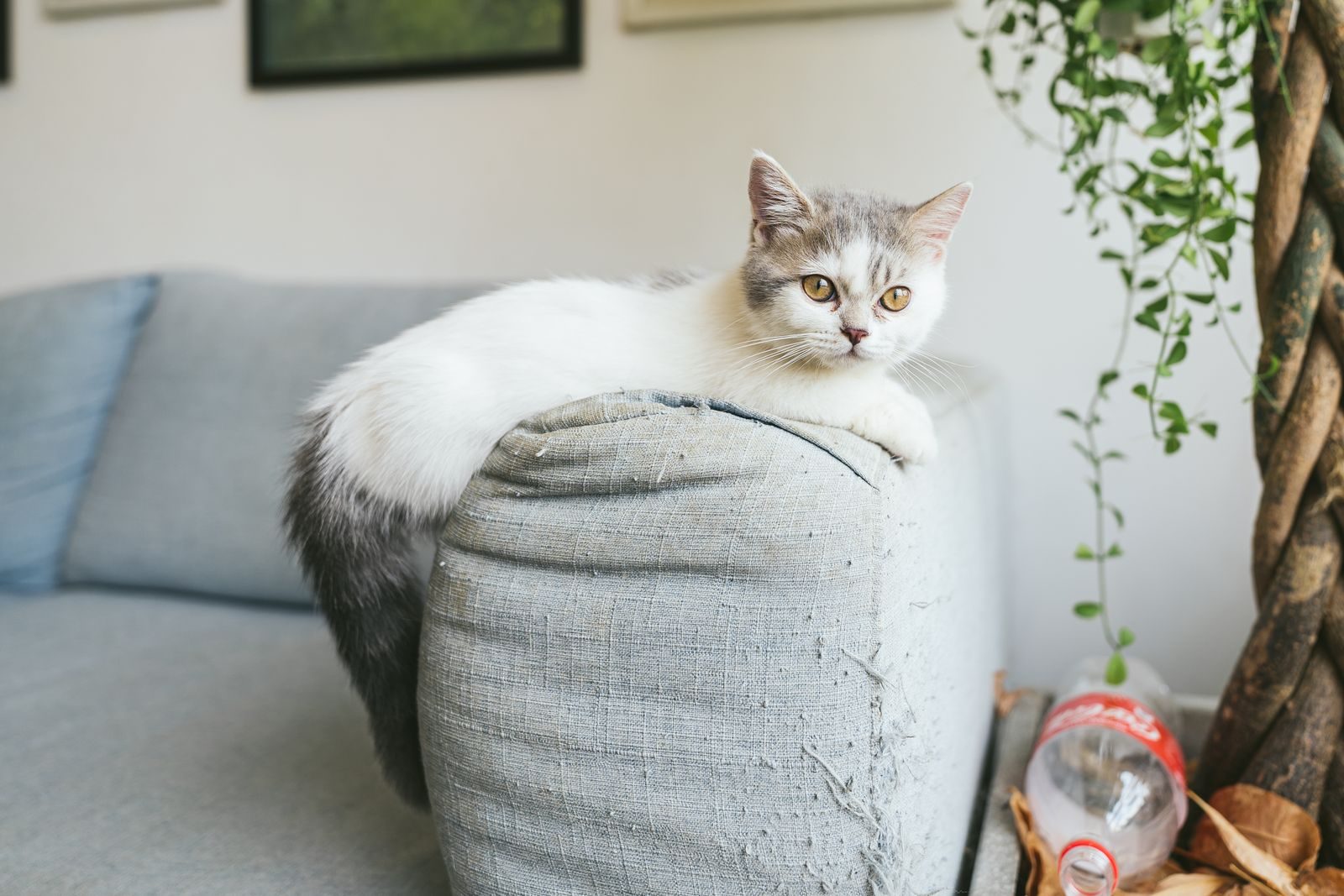 Chat Munchkin