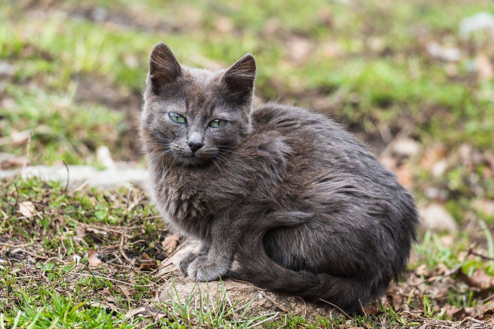 Chat Nebelung