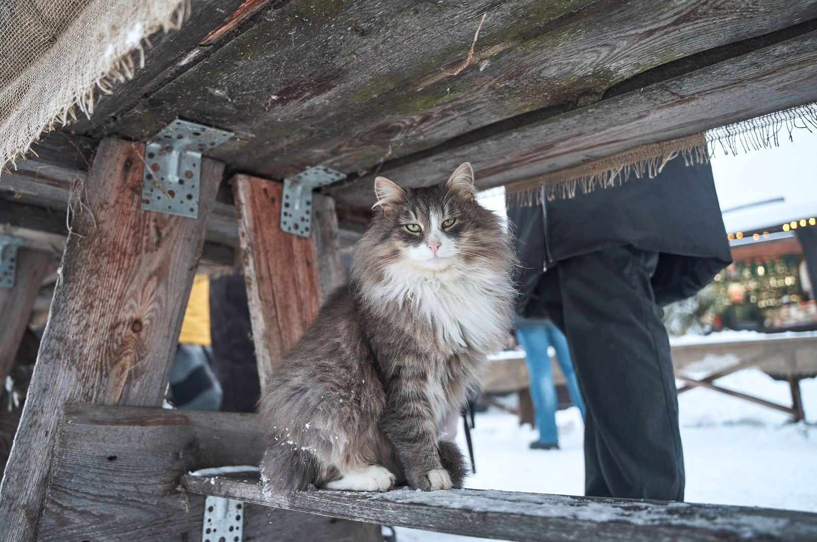 Chat Norvégien