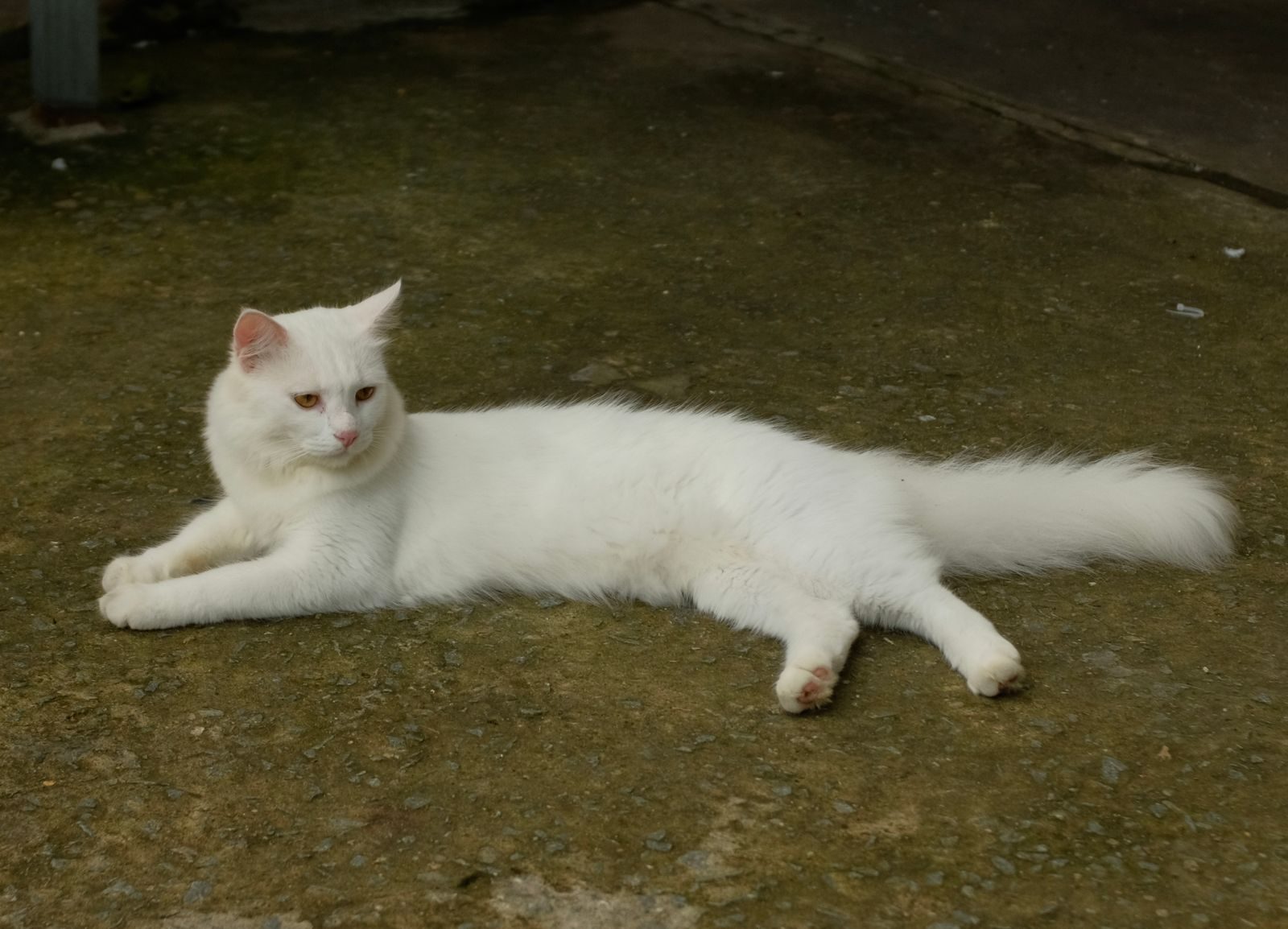 Un chat blanc serein est allongé sur le sol