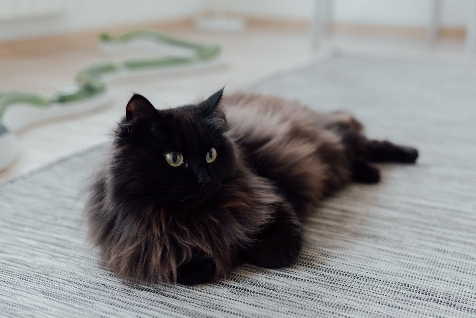 Un chat noir duveteux se prélassant sur un tapis dans un cadre intérieur confortable